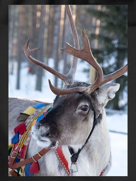 Reindeer