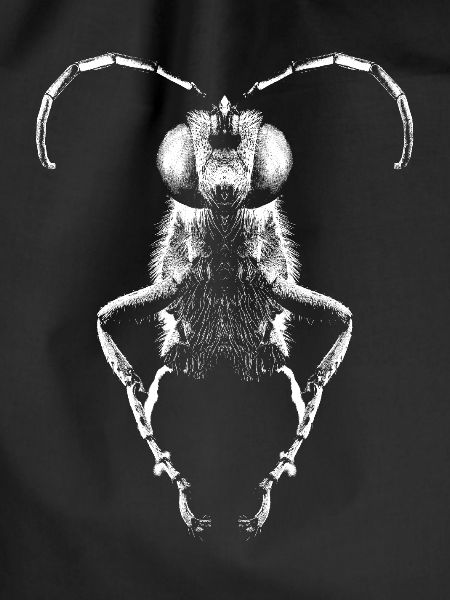 Grave wasp
