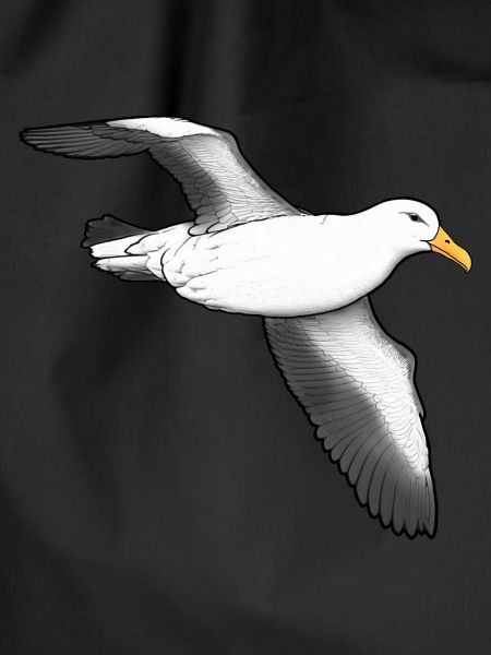 Albatross flying