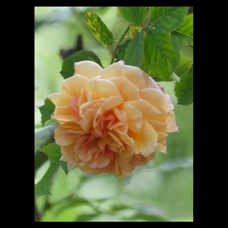 Blühende Frühlings Rose