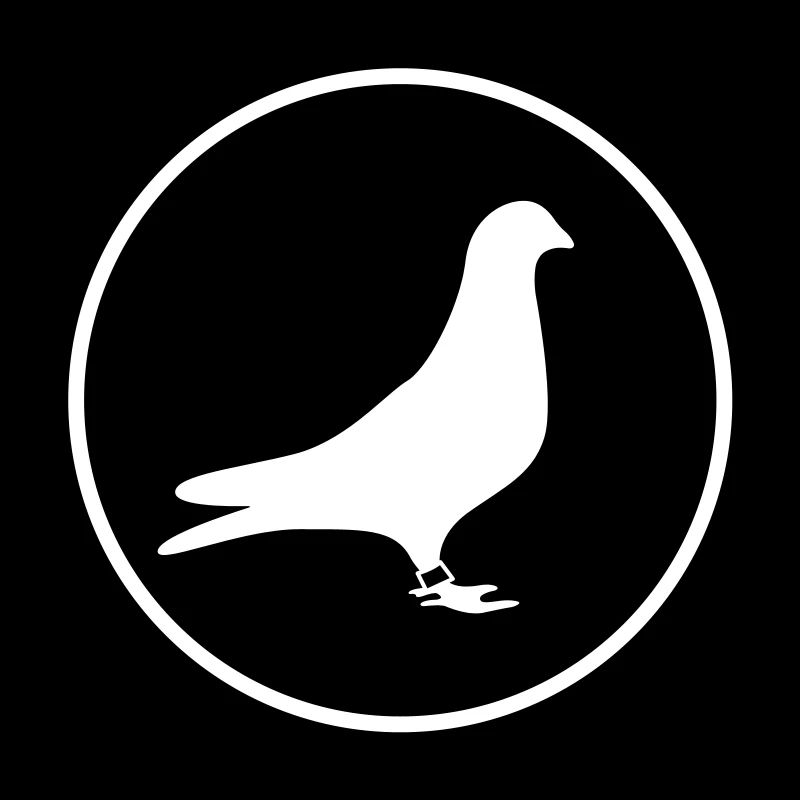 Racing pigeon