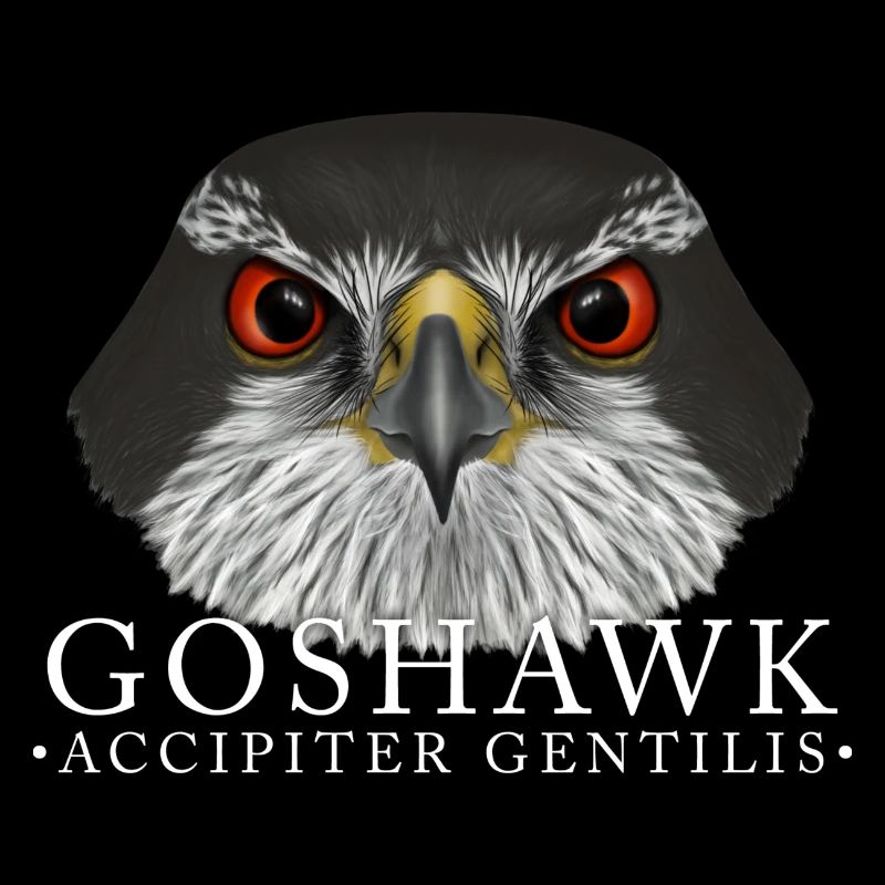 Goshawk Hawk Bird of Prey
