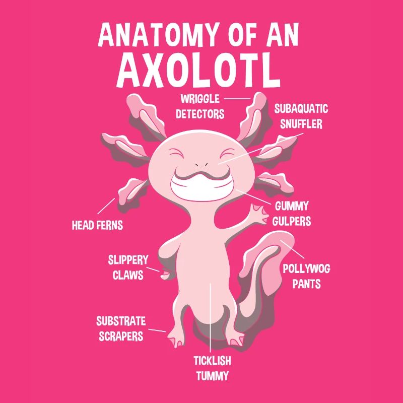 Anatomie eines Axolotls Lehrer Geschenk