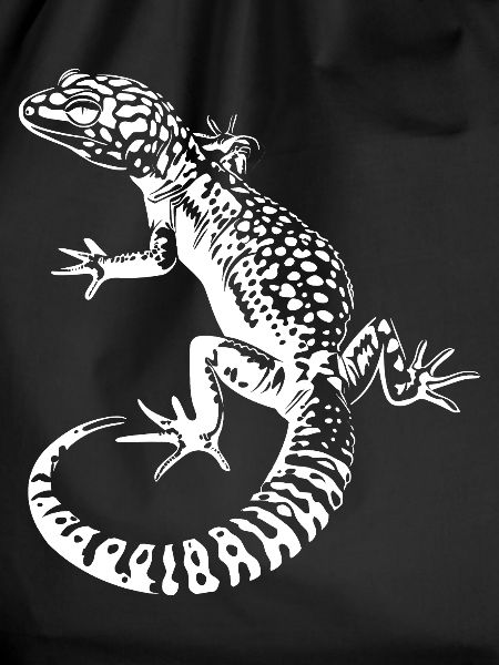 Gecko Leopard Gecko Contrast