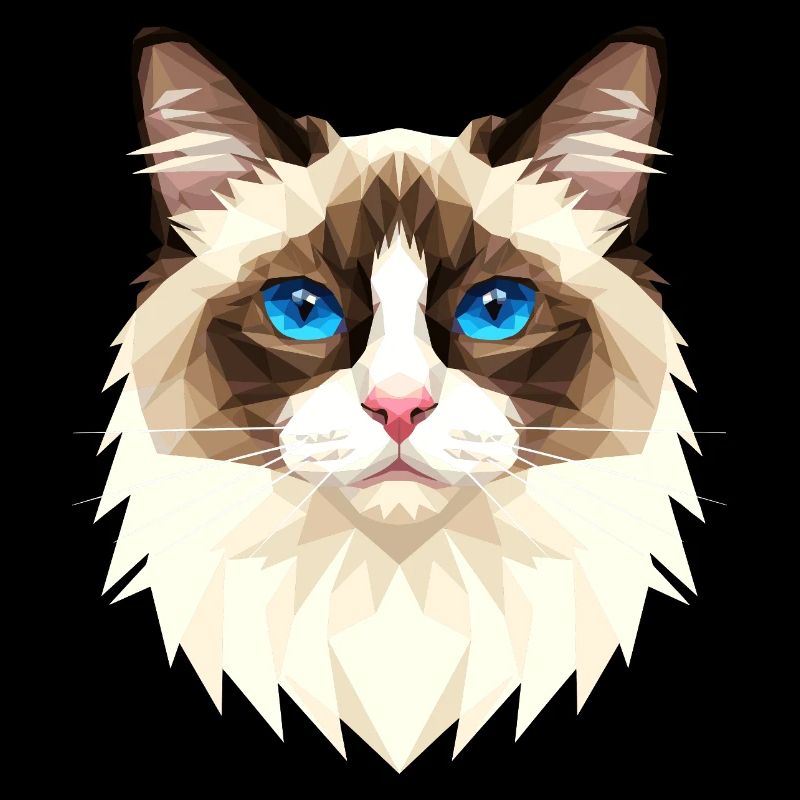 Ragdoll Chat Ragdoll Chat Mignons Chats Ragdoll
