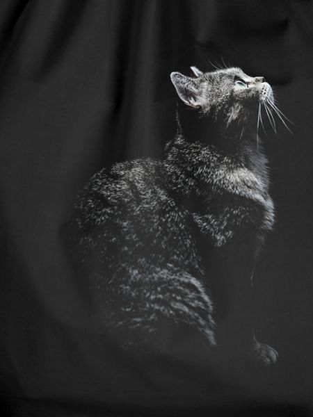 Cute cat photo