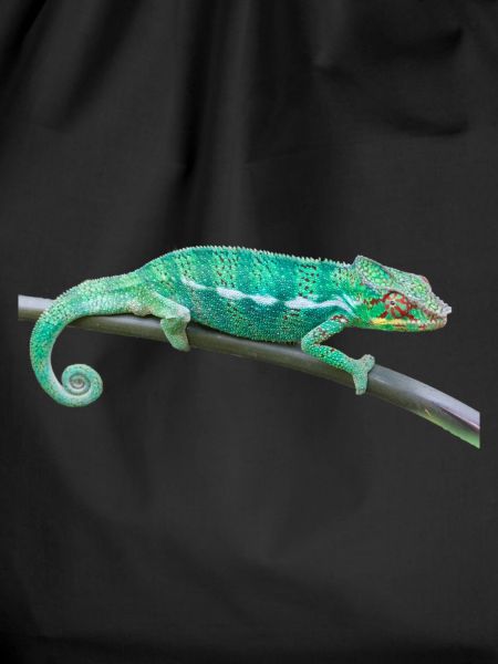 chameleon