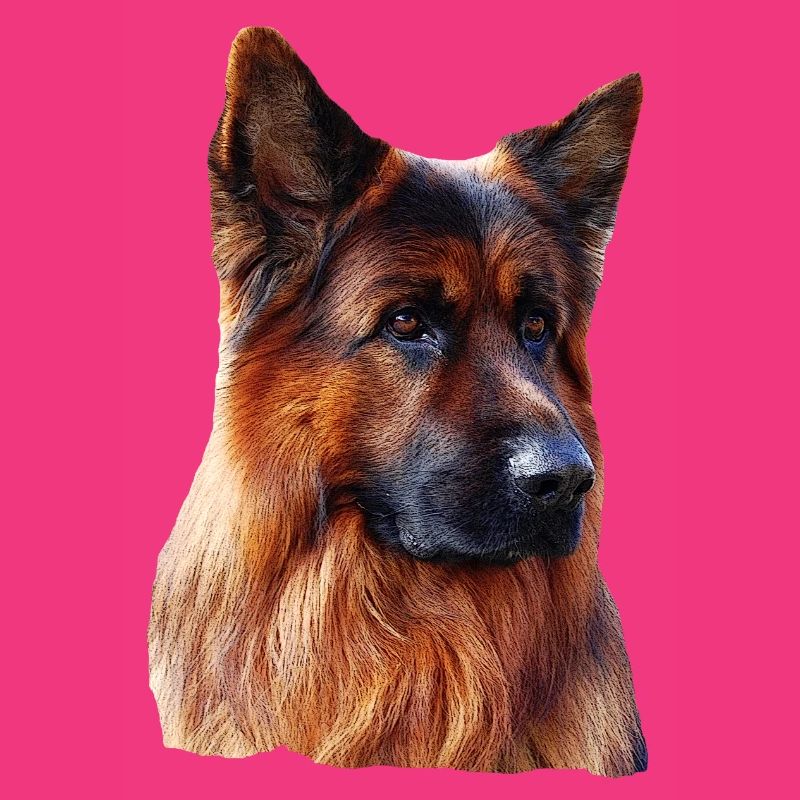 Old German Shepherd German Shepherd