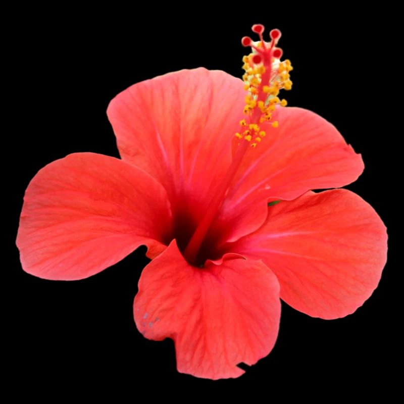 Fleur rouge fleurs rouges fleurs rouges hibiscus