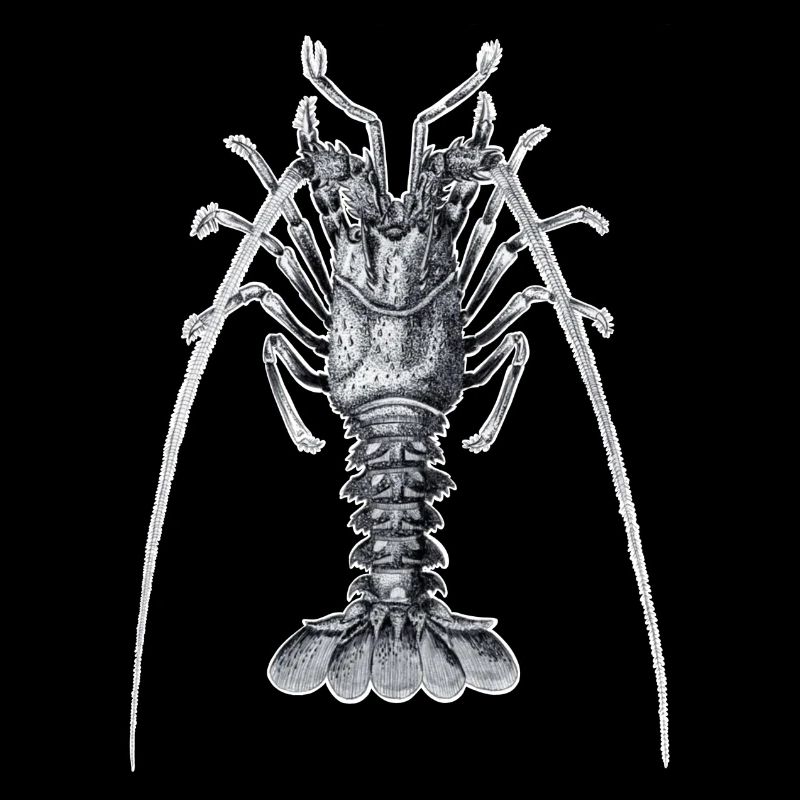 Langouste