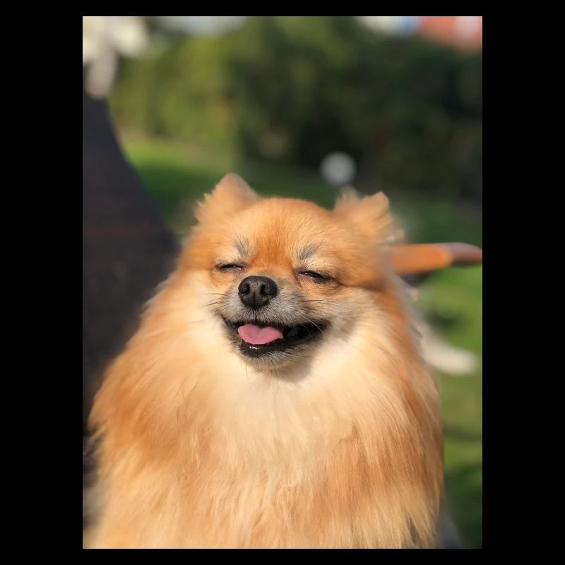 smiling pomeranian zwergspitz happy