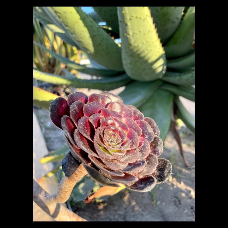 Aeonium