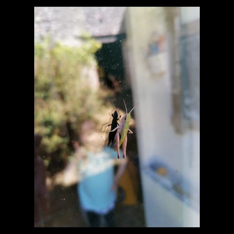 Window cricket