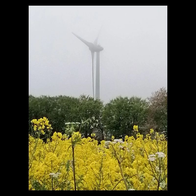 Eolienne dans champ de colza
