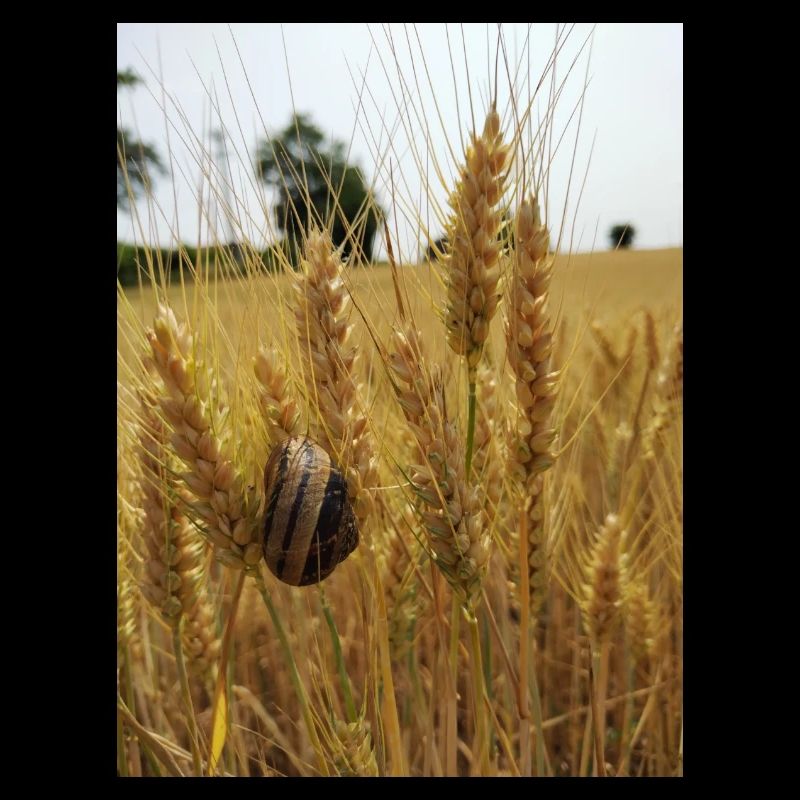 Snail on wheat