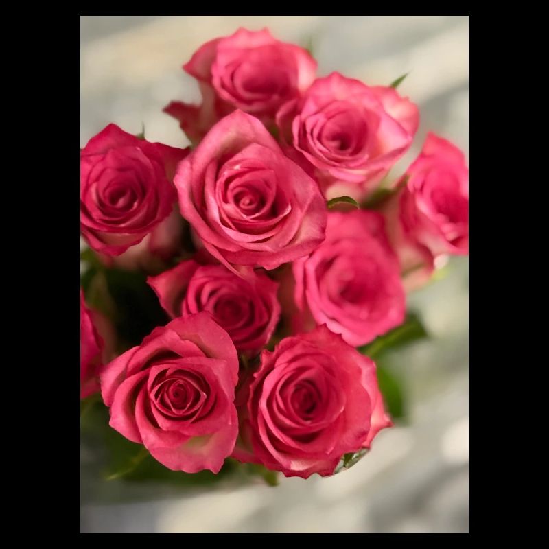 PINK ROSES