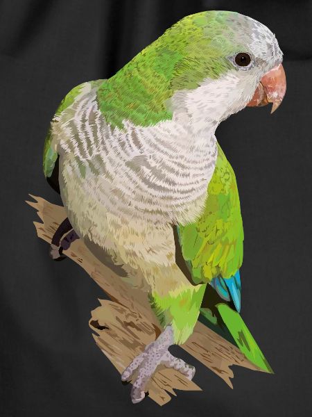 Argentine Parakeet