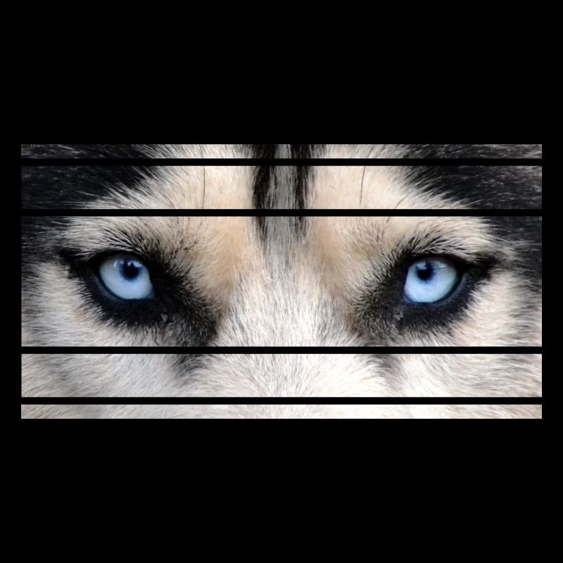 Husky Augen