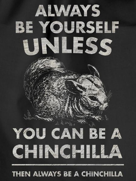 chinchilla