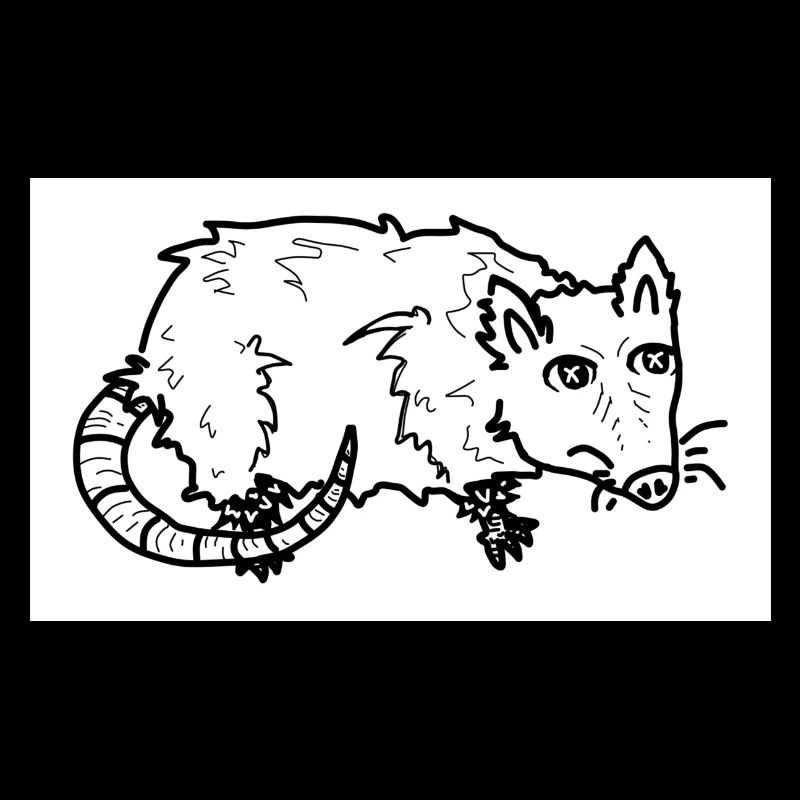 Opossum