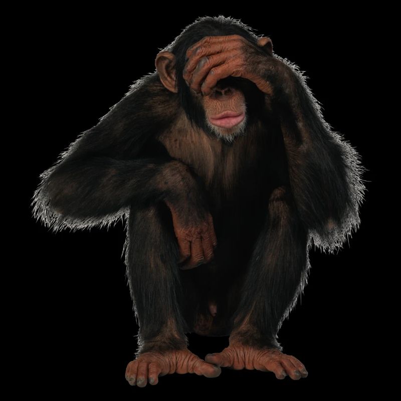 monkey