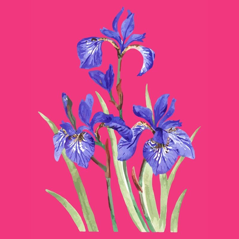 Iris violets