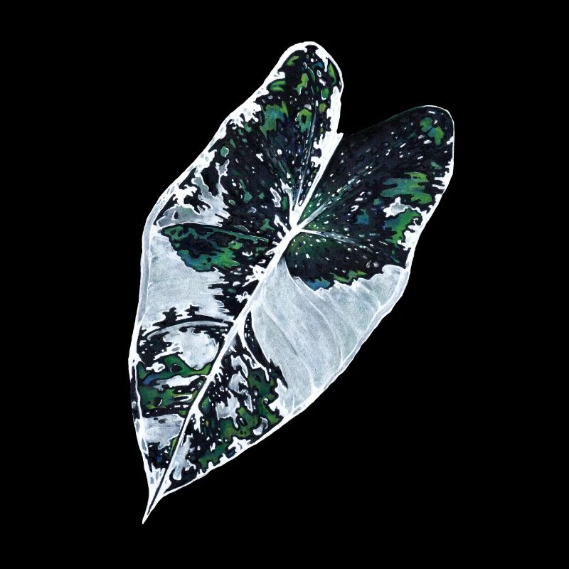 Variagata
