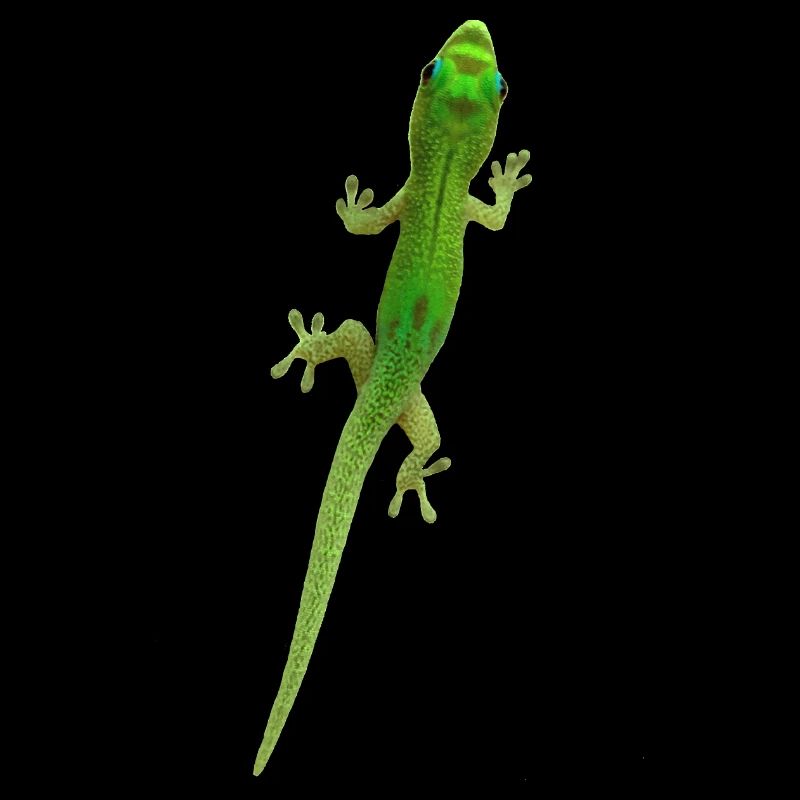Grüner Gecko