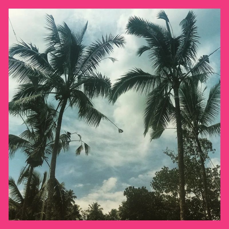 palm trees