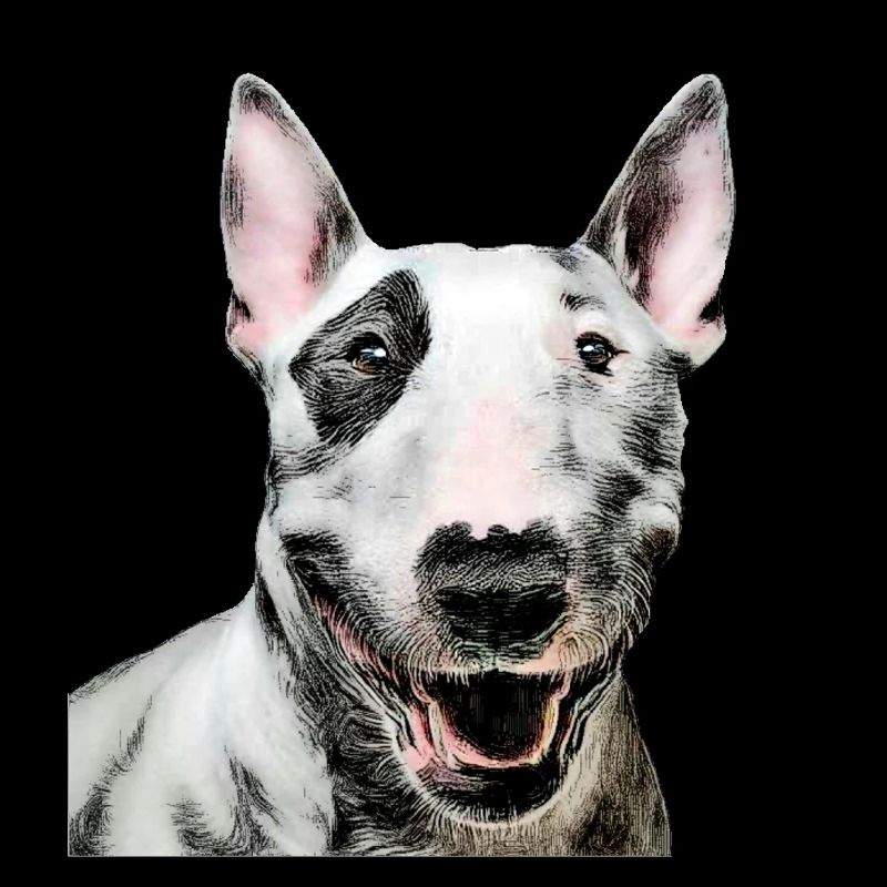 Bull terrier