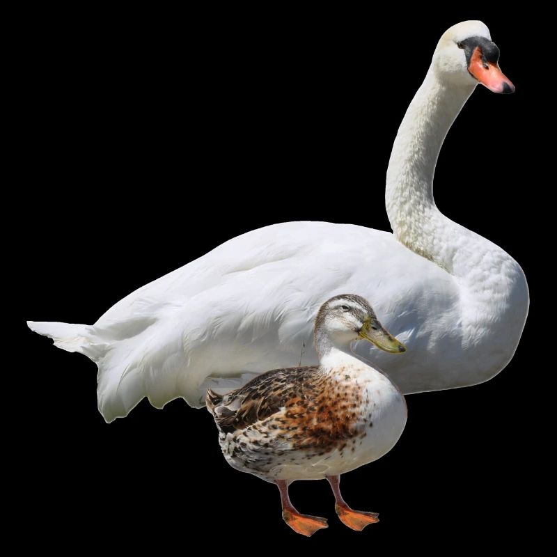 Schwan