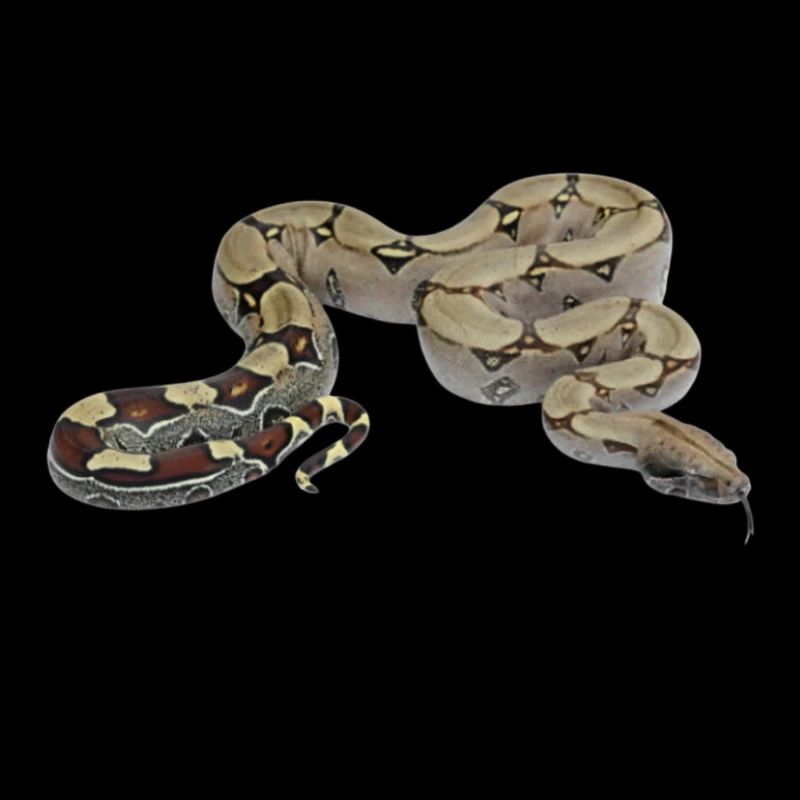 bci