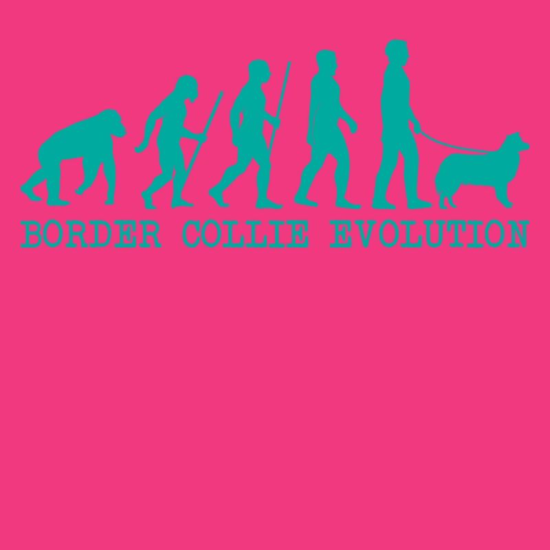 Évolution du Border Collie