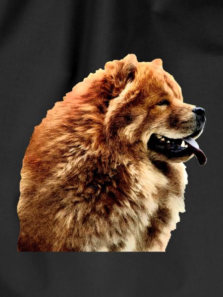 Chow chow 2
