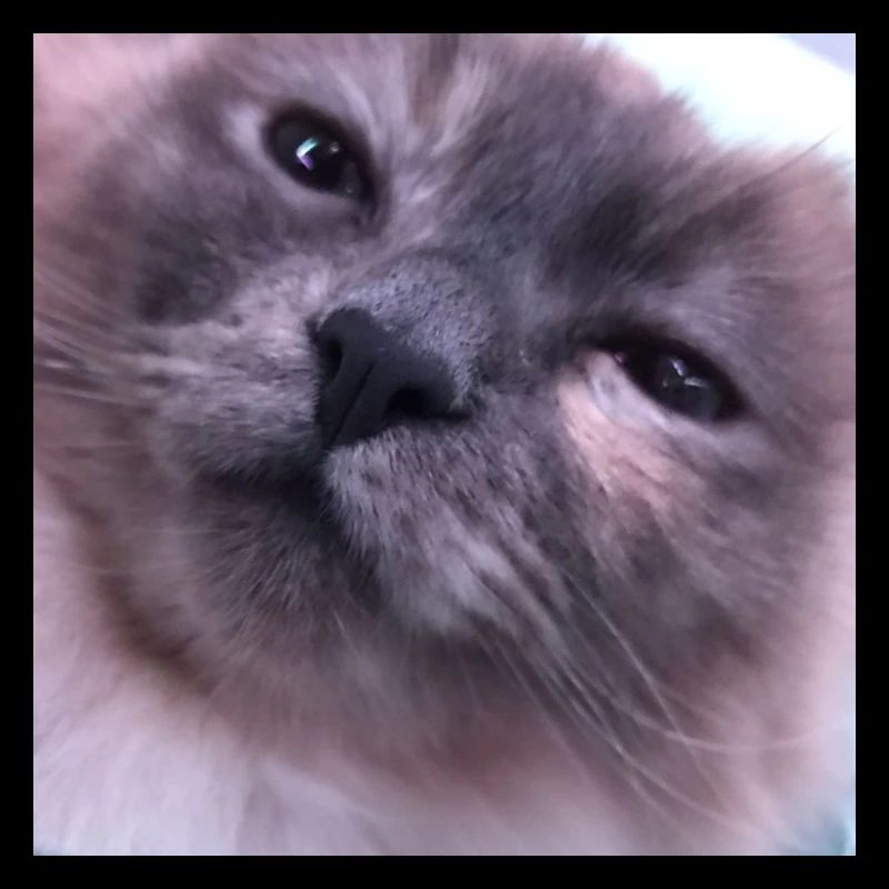 Katze 1