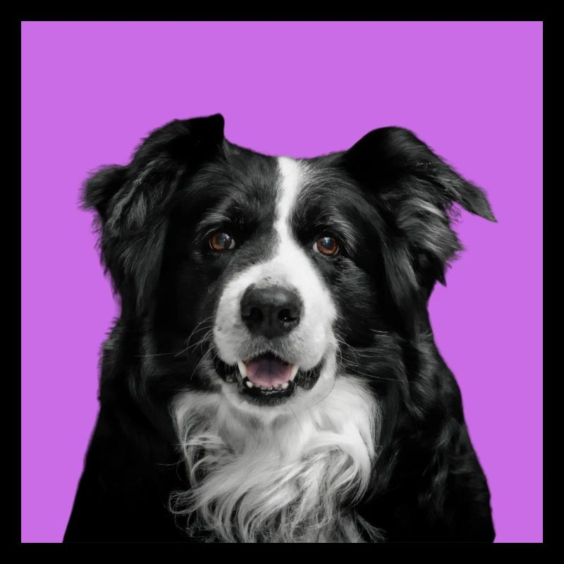 Hund 1