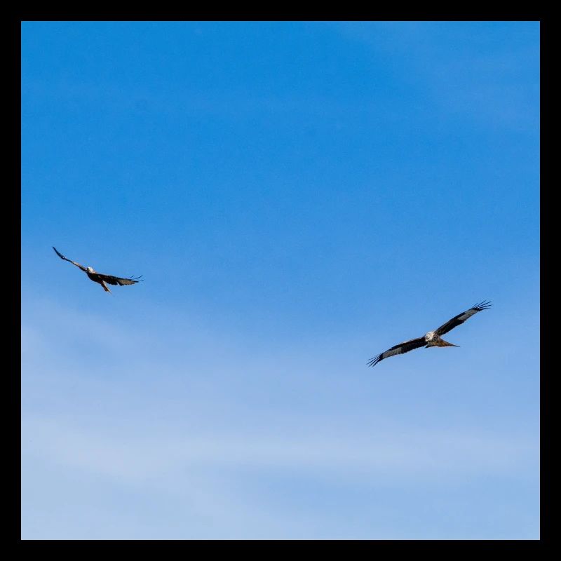 Red Kites