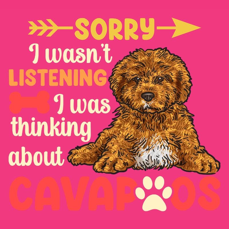 Cavapoo Cavoodle Capoodle Chien
