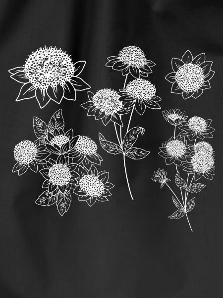 Astrantia maxima Blütengruppe