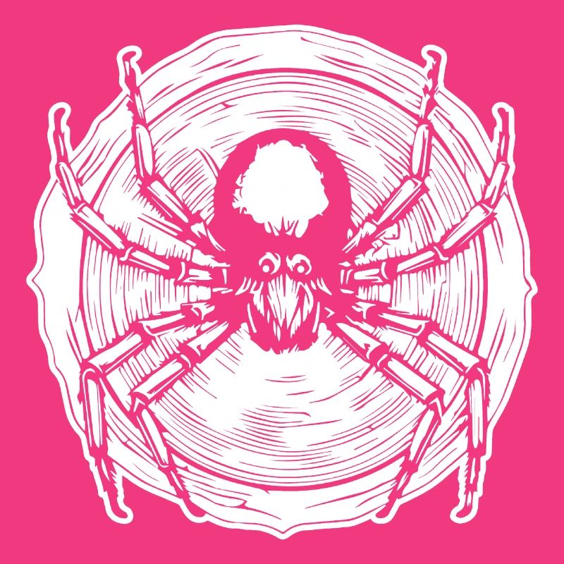 Spider spiders animals