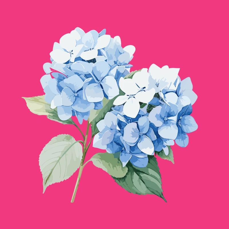 Hydrangea