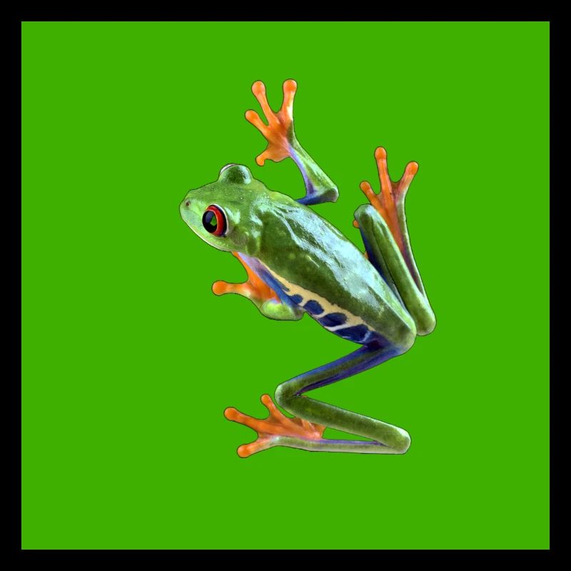 Tree frog sticker