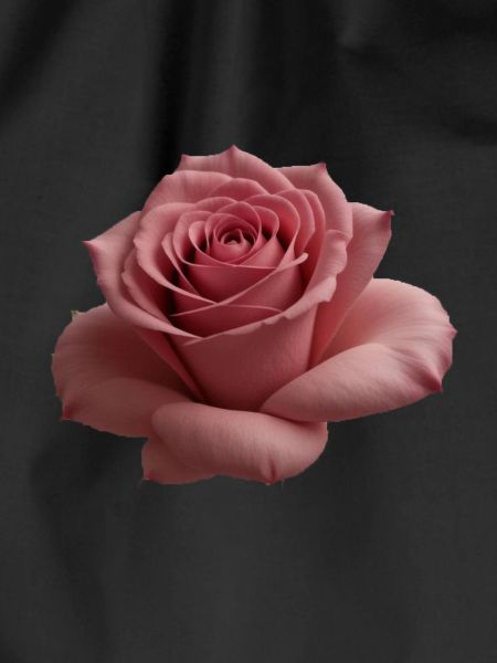 Rose Big