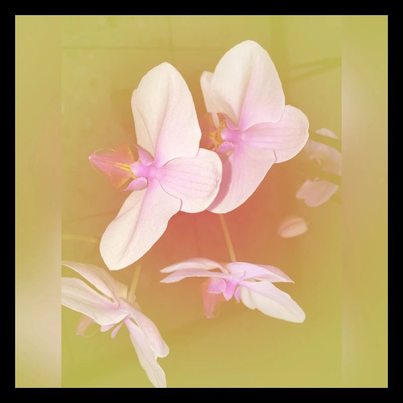 Des fleurs pour vous