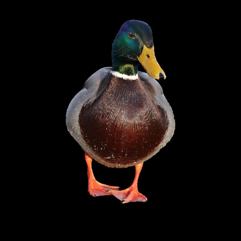 duck53