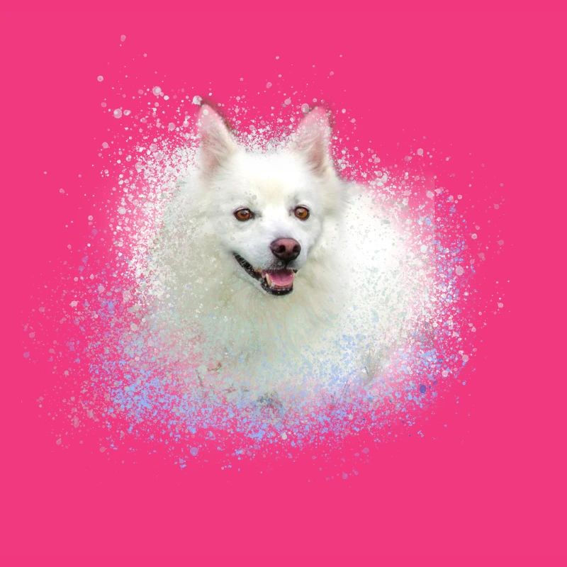 spitz,hund,graffiti,malerei,zwergpsitz