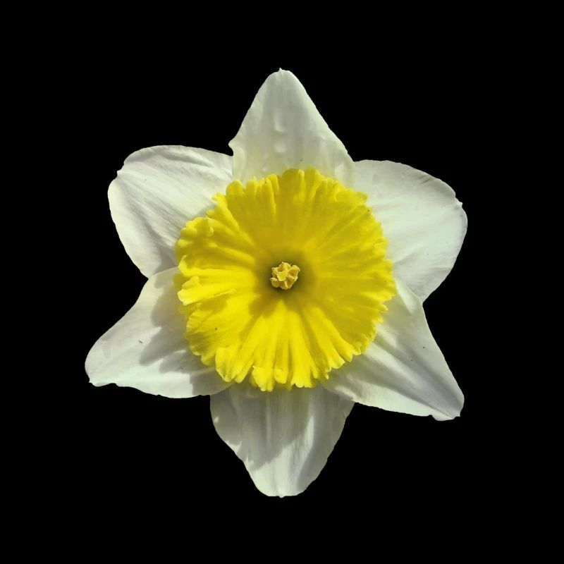 fleur de narcisse