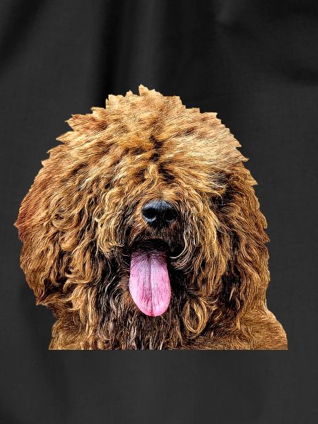 Goldendoodle