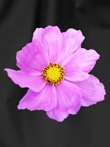 Flower, floral,flowers,flower