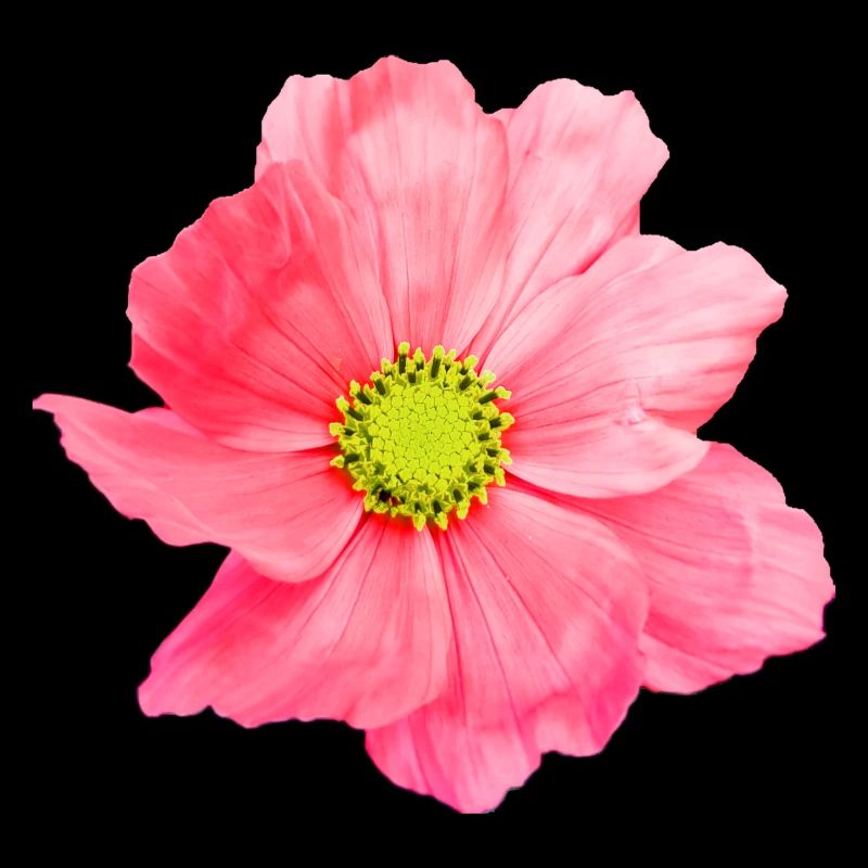 Fleur, floral, fleurs, fleur